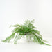 Fern Maidenhair Plant in Bowl Green 45cm
