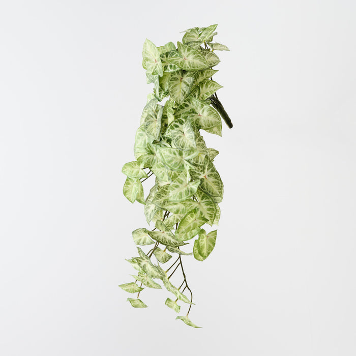 Syngonium Hanging Bush Green 60cm Pack of 6