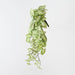 Syngonium Hanging Bush Green 60cm Pack of 6