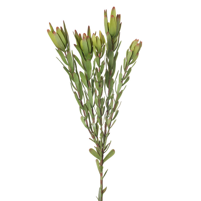 Protea Leucadendron Spray Green 82cm - Pack of 12
