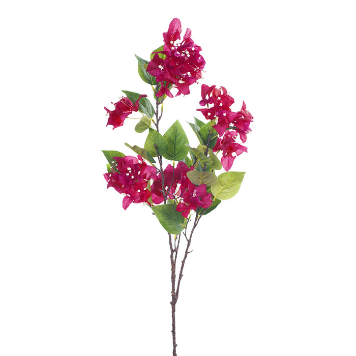 Bougainvillea Fuschia 105cm - Pack of 12