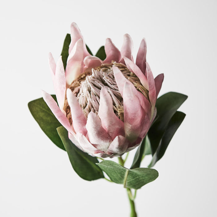 Protea King Light Pink 73cm - Pack of 12