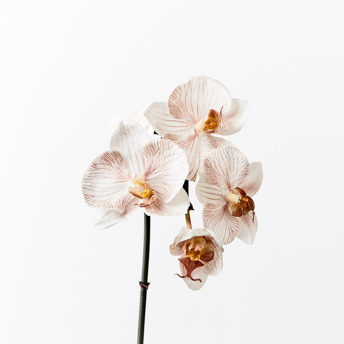 Orchid Phalaenopsis Infused Mini Latte 51cm Set of 12