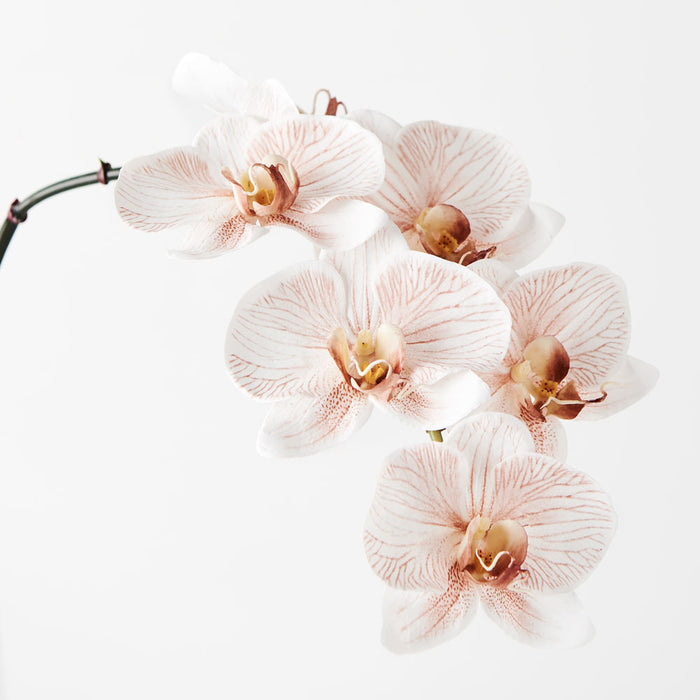 Orchid Phalaenopsis Infused Latte Set of 12