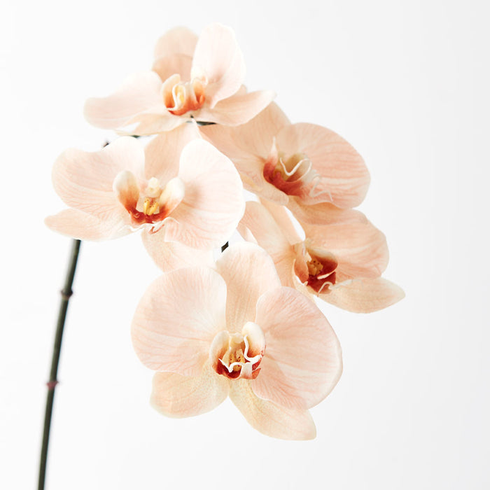 Orchid Phalaenopsis Infused Salmon Set of 12