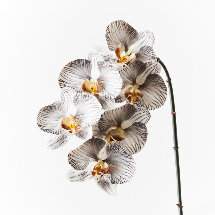 Orchid Phalaenopsis Infused White Black Set of 10