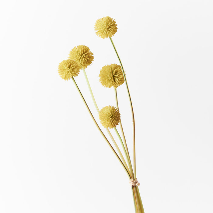 Billy Button Bundle Yellow 48cm - Pack of 12