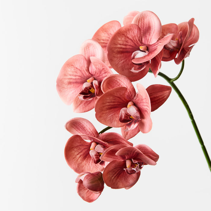 Orchid Phalaenopsis Spray Watermelon  Pink 92cm Pack of 12