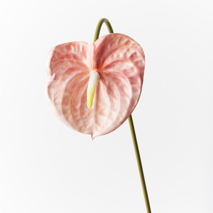 Anthurium Blush Pink 58cm Pack of 12