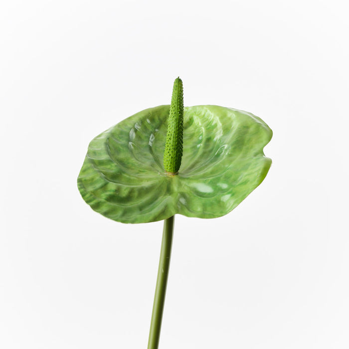 Anthurium Green 58cm Pack of 12