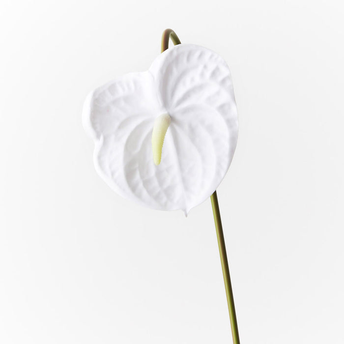 Anthurium Winter White 58cm Pack of 12