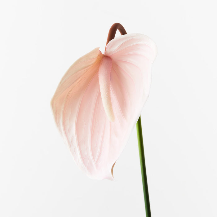 Anthurium Soft Pink 74cm Pack of 12