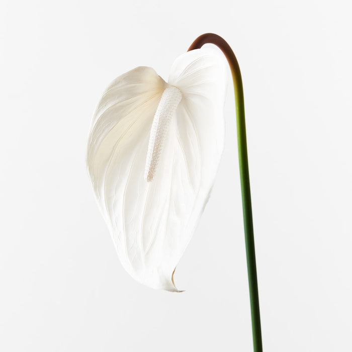 Anthurium Winter White 74cm Pack of 12