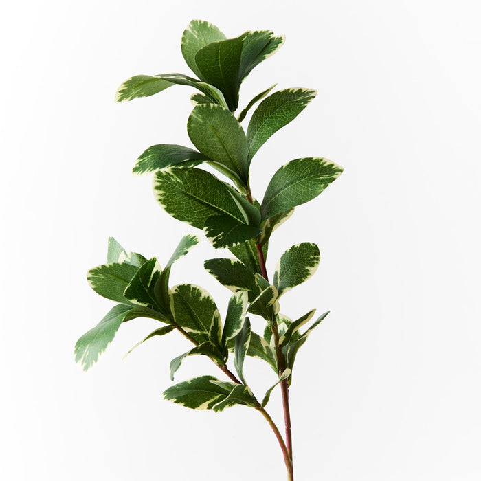 Pittosporum Leaf Spray Variegated 66cm - Pack of 12
