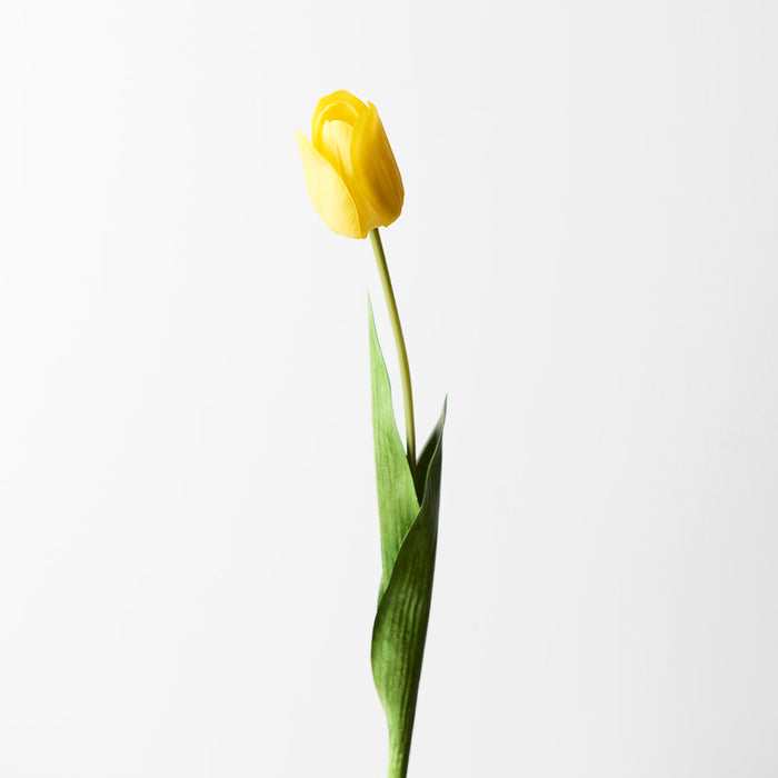 Tulip Yellow 69cm Pack of 12