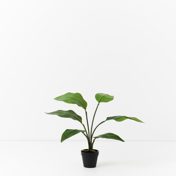 Bird of Paradise Plant Green 60cm Pack of 2