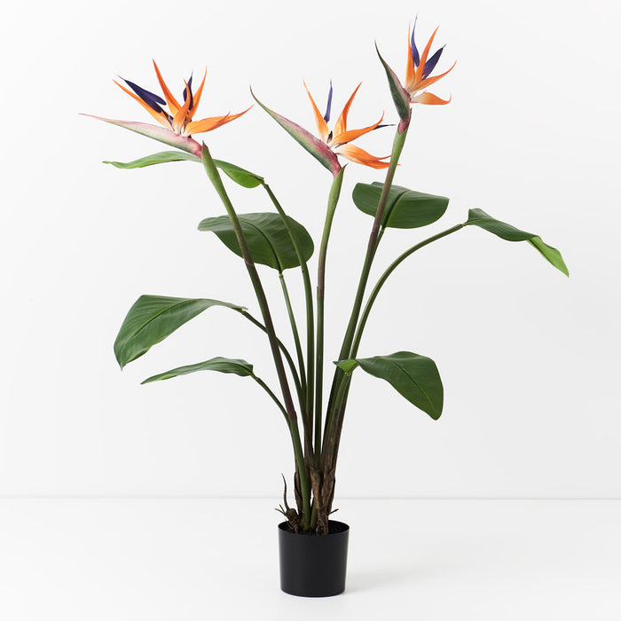 Bird of Paradise Plant Orange Green 100cm Pack of 2