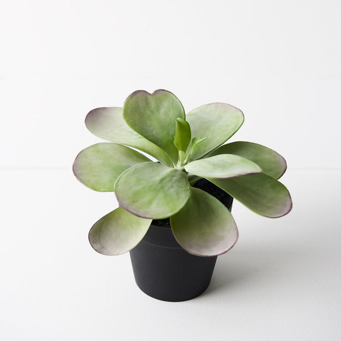 Kalanchoe Flapjack In Pot Green Burgundy 14cm Pack of 6