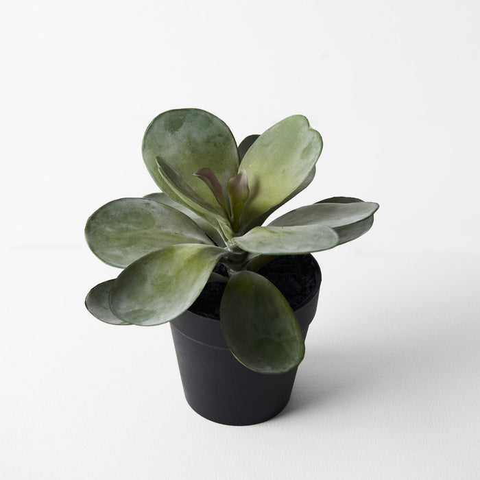 Kalanchoe Flapjack In Pot Grey Green 14cm Pack of 6
