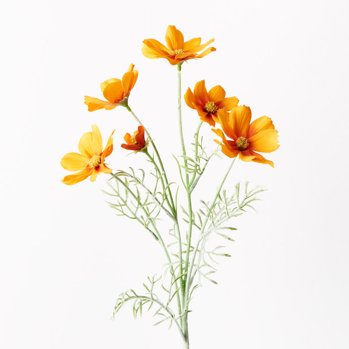 Cosmos Spray Orange 62cm Pack of 12