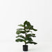 Fiddle Leaf Tree Green 70cm Set of 2