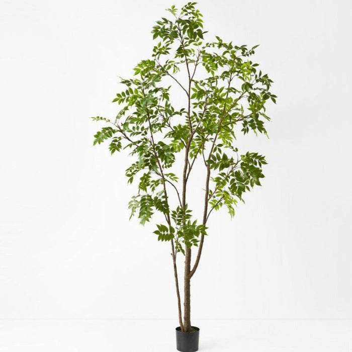 Japanese Lacquer Tree Green 250cm