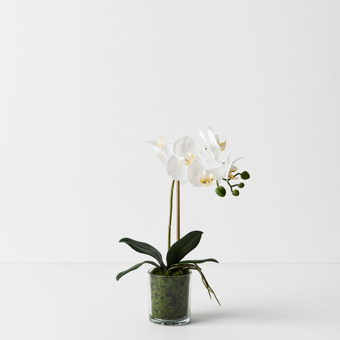 Orchid Phalaenopsis in Vase 35cm Set of 6