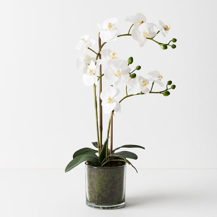 Orchid Phalaenopsis in Vase 55cm Set of 2