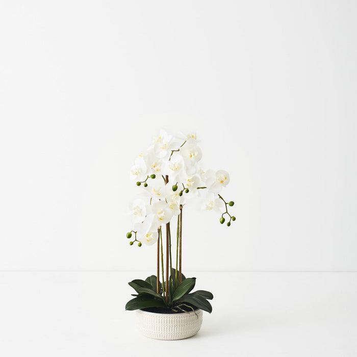 Orchid Phalaenopsis in Trojan Bowl 63cm
