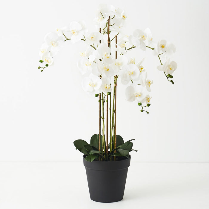 Orchid Phalaenopsis in Pot 100cm
