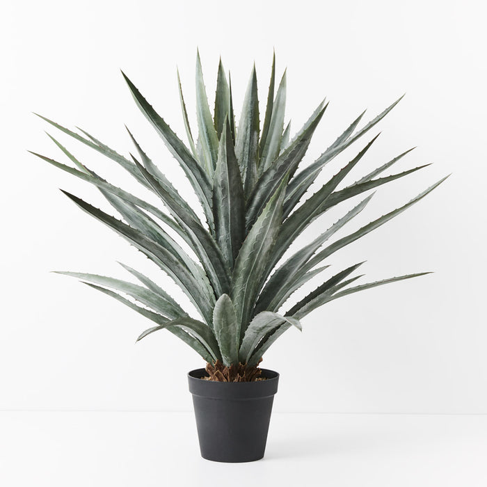 Yucca Plant Grey Green 122cm