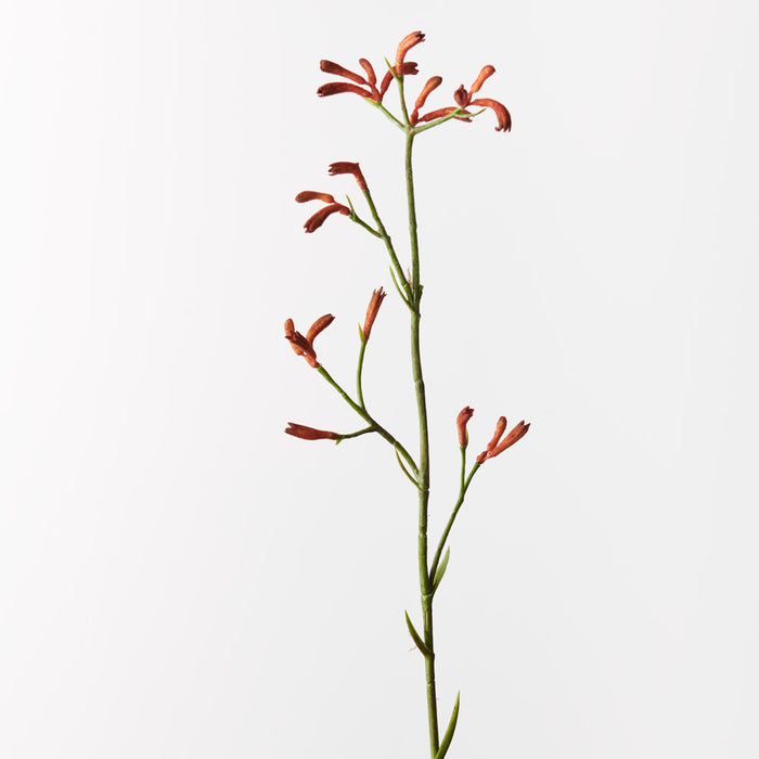 Kangaroo Paw Burnt Orange 77cm - Pack of 12