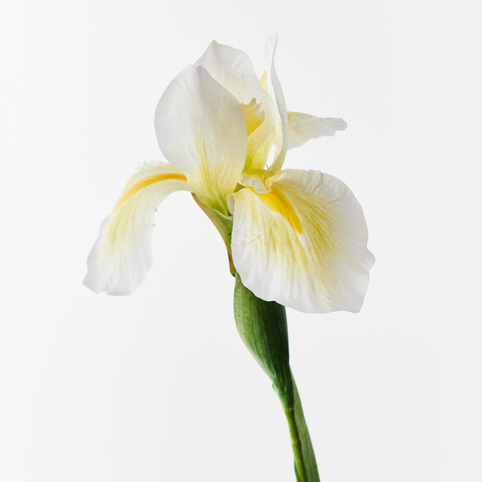 Iris Dutch White Yellow 78cm - Pack of 12