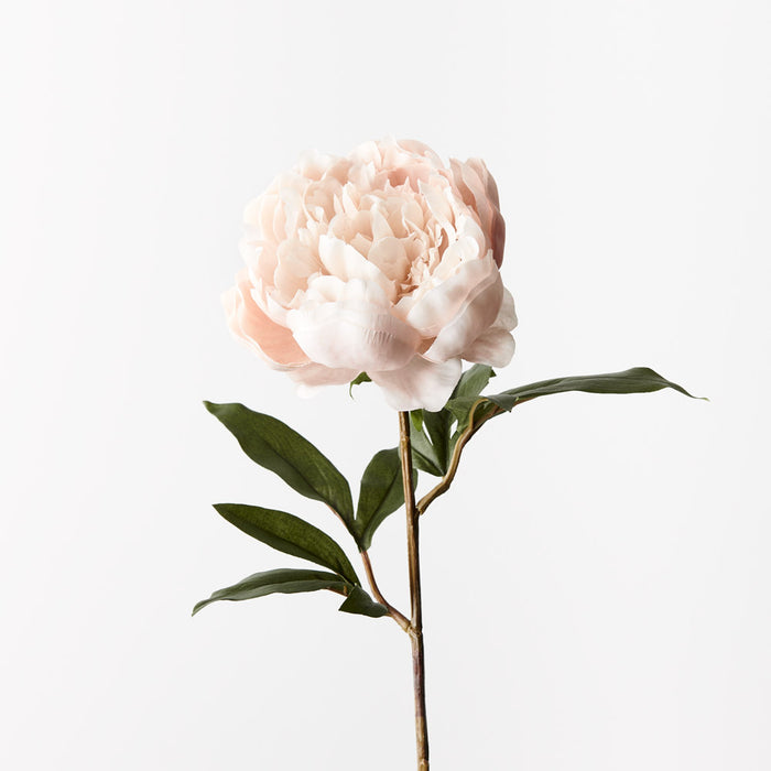Peony Cream 64cm - Pack of 12