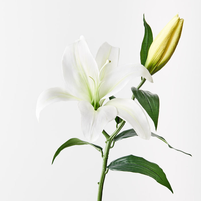 Casablanca Lily White 69cm - Pack of 12