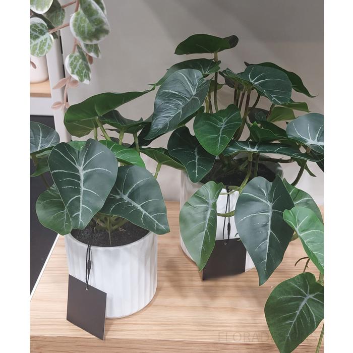 Syngonium Plant in Pot Green 24cm Pack of 6