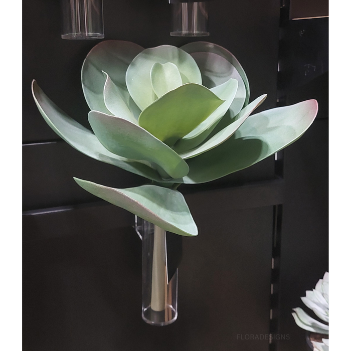 Kalanchoe Flapjack 27cm Green Burgundy Set of 12