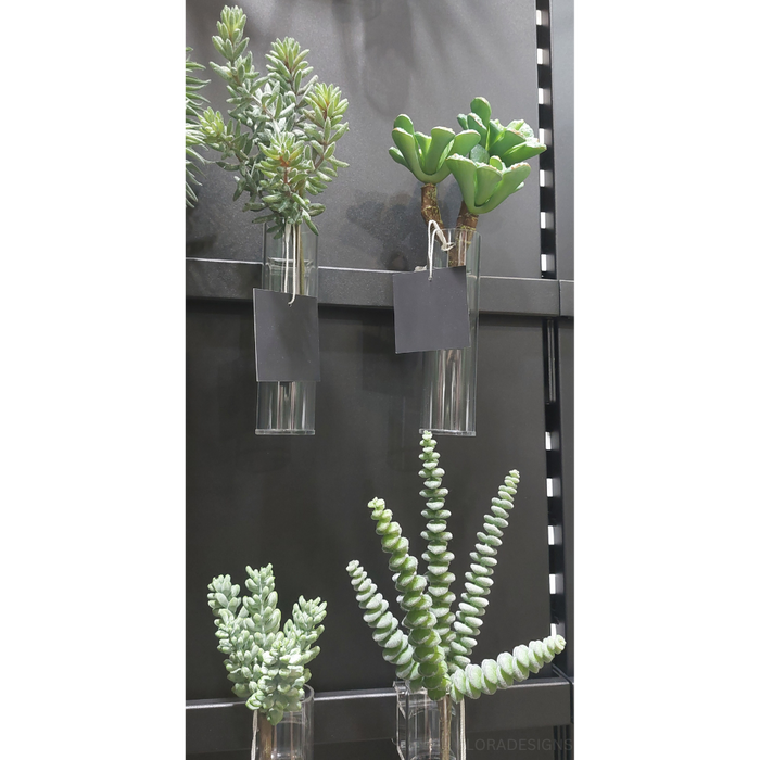 Sedum Pick Green Grey 24cm Pack of 12