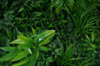 Green Tropics Vertical Garden/Green Wall UV Resistant 1m x 1m