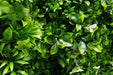 White Oasis Vertical Garden Green Wall UV Resistant 1m x 1m
