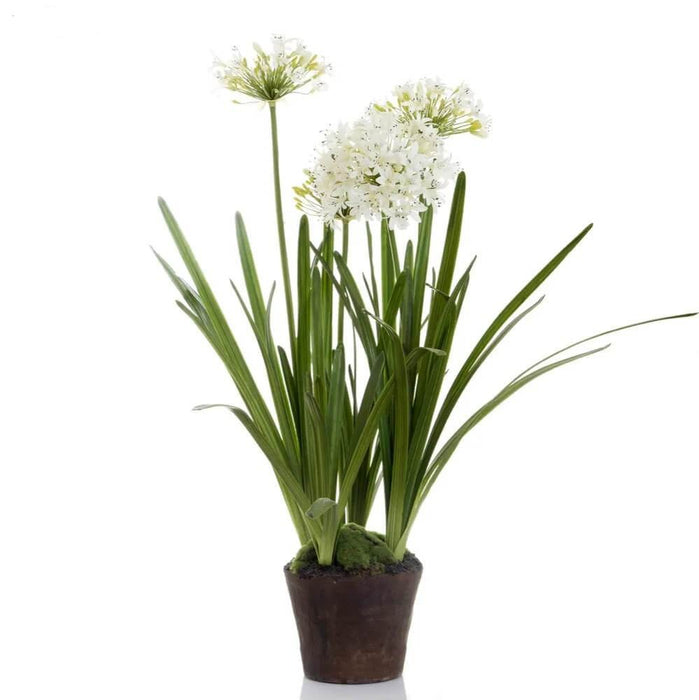 Agapanthus In Paper Pot White 110cm