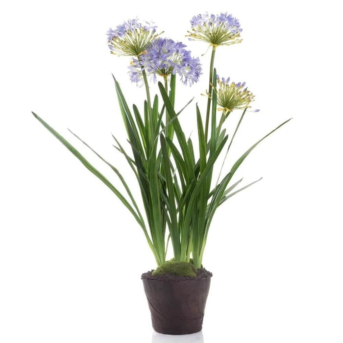 Agapanthus Flowers In Paper Pot Lavender 110cm