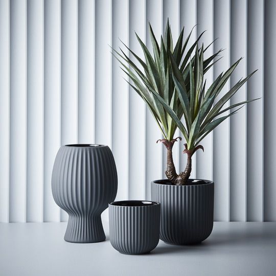 Agave Sisalana Plant Green 51cm Pack of 4