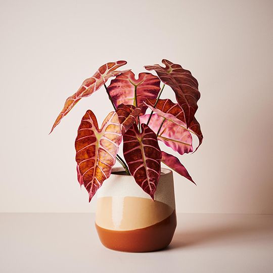Alocasia Plant Burgundy Red 43cm Pack of 2