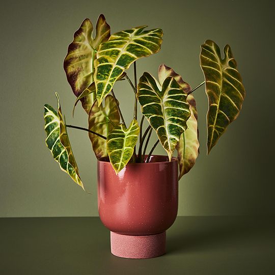 Alocasia Plant Yellow Green 43cm Pack of 2