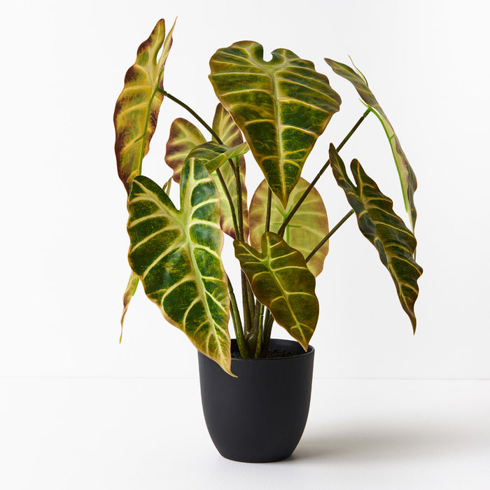Alocasia Plant Yellow Green 43cm Pack of 2
