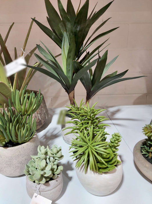 Baby Yucca Plant In Cement Pot 43cm Set of 2
