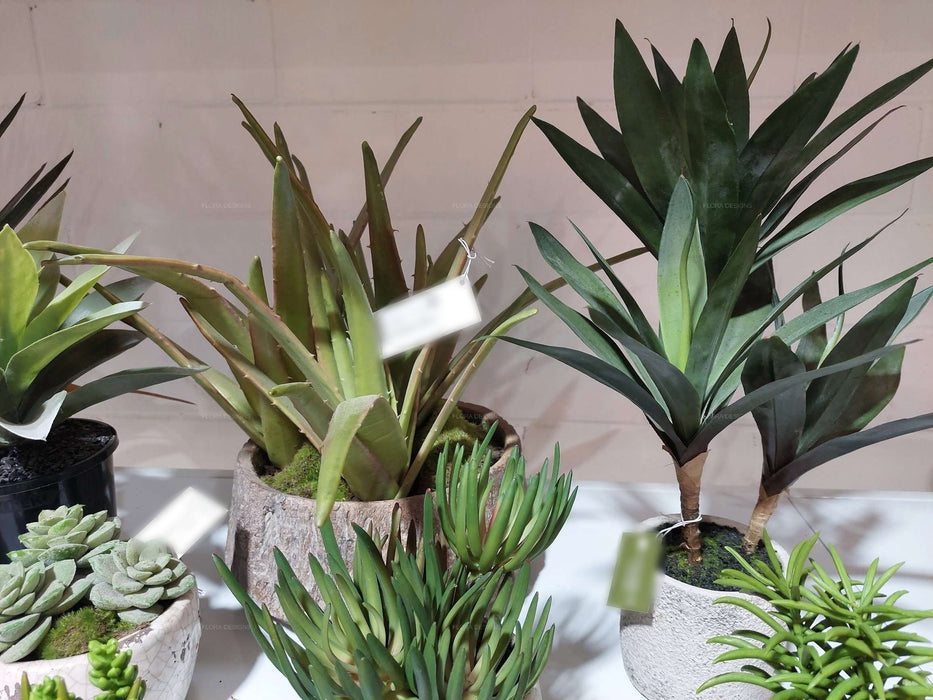 Baby Yucca Plant In Cement Pot 43cm Set of 2