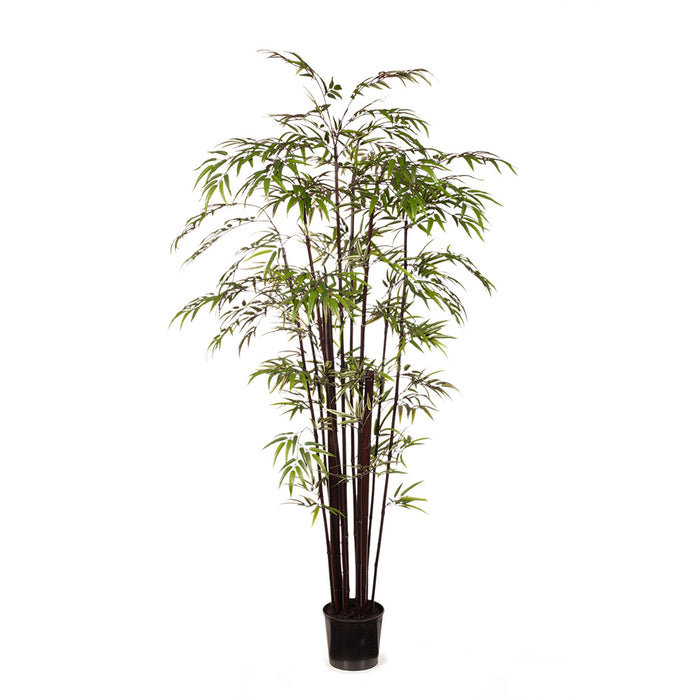 Bamboo Plant Black 213cm Pack of 2