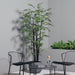 Bamboo Plant Black 213cm Pack of 2